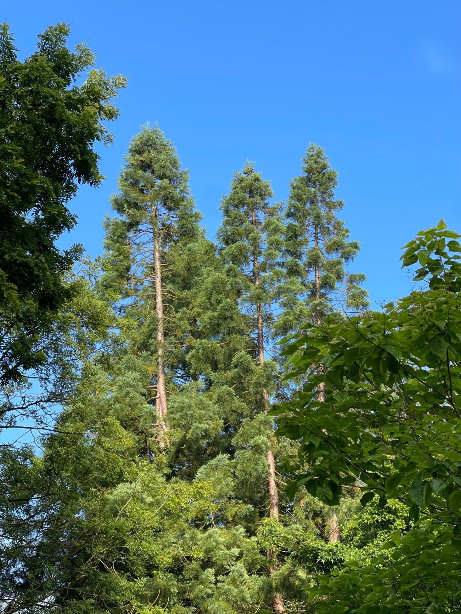 Domaine De Fresnoy Bed and Breakfast Loison-sur-Créquoise Εξωτερικό φωτογραφία
